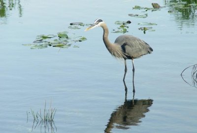 Great Blue Heron