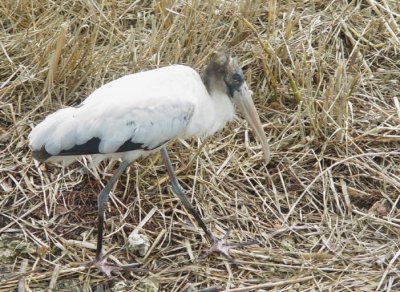 Wood Stork