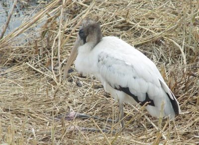 Wood Stork