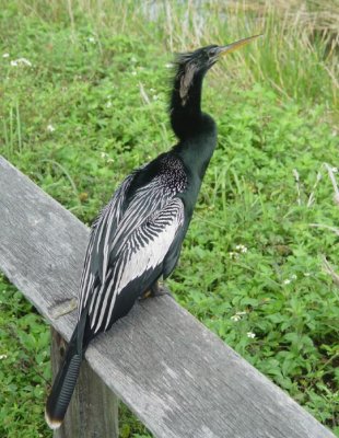 Anhinga