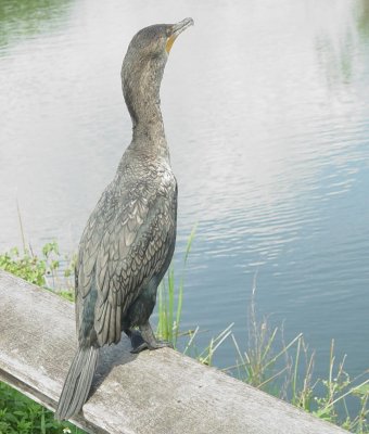 Double-crested Cormorant