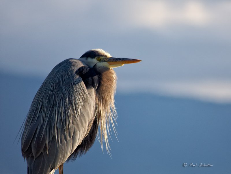 Canon EF 100-300mm f/5.6 L