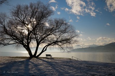 The Shade Tree - Winter