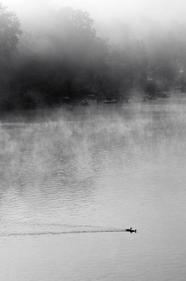 Foggy Morning