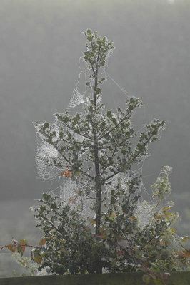 Misty morning and the spider's labours