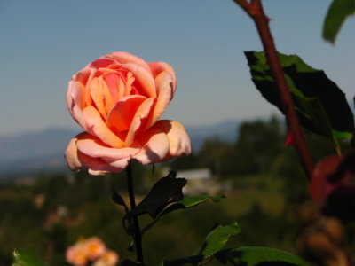 rose with a view