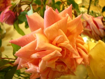 Mme. Lambard