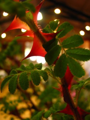 Serripetala Pteracantha