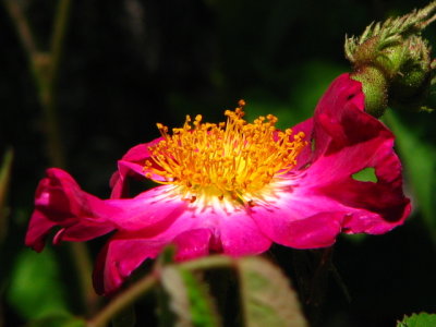 La Belle Sultane