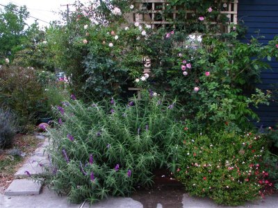 A few blooms left of Phyllis Bide and Mme. Pierre Oger
