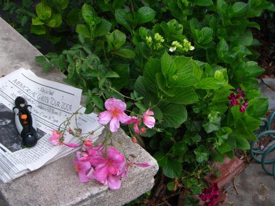 Hydrangea w/matteo's silk butterflies