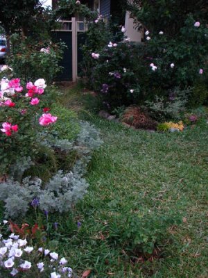 Artemisia hides lots of weeds! hehe