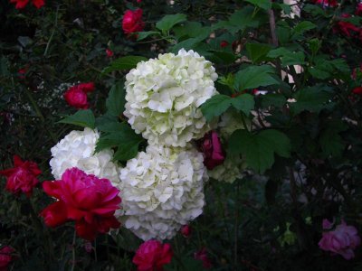 Louis-Phillippe cozying up to Snowball Viburnum