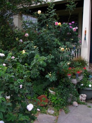back near the porch: Reine des Violettes, Abraham Darby, & Graham Thomas all crammed together.