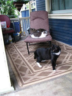 Sorry, the chair is for us cats only. Can't you sit on the sidewalk?