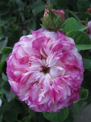 What other rose has this coloring?
