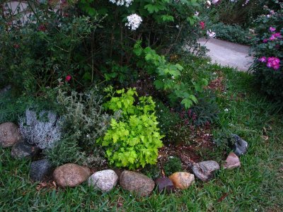 A thing for golden feverfew with silver fluffy stuff.
