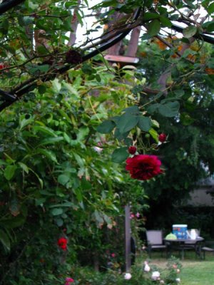 Tradescant, a great rose.