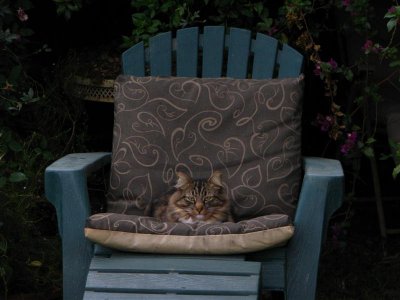 Rajah, 2004 American longhair with traces of Maine Coon