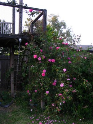 Zephirine on the treehouse