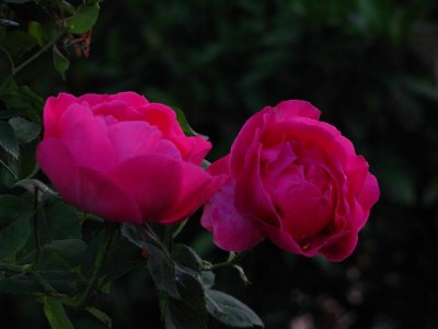 Ulrich Brunner Fils - also a fragrance favorite