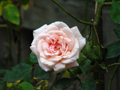 Madame Berard
