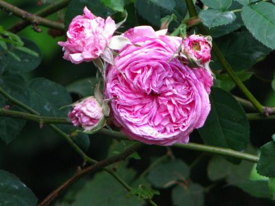 The mystery cutting - it's very fragrant.