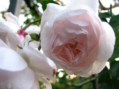 L'Abondance
