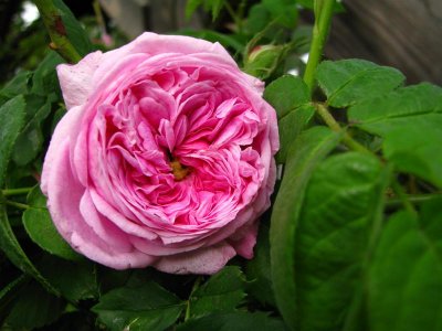 Not Fantin-Latour, as I had supposed. ???? Any ideas?