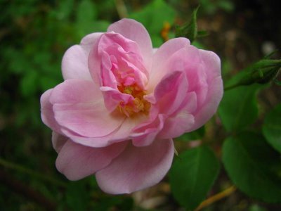 Pink sport of Narrow Water...or wishful thinking