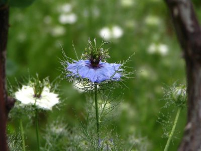 Love-in-a-mist in the mist