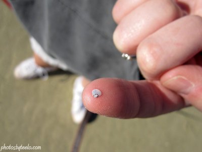 World's smallest mollusk?