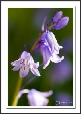 Bluebells