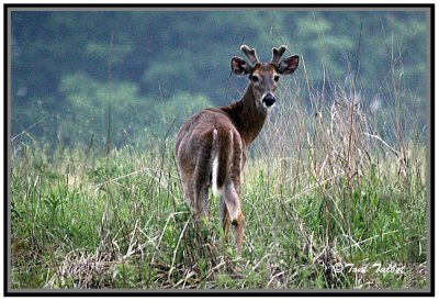 Antlers Coming In