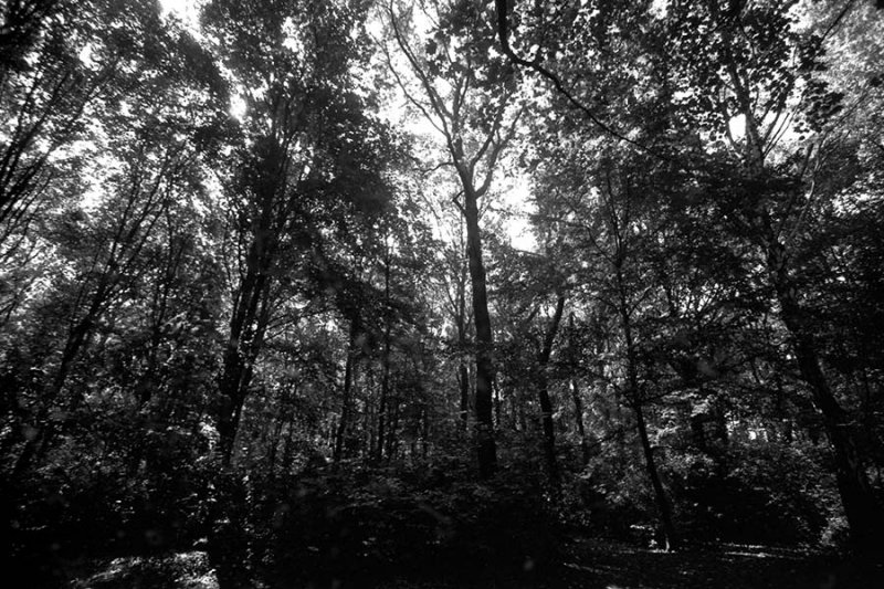 1019_2008-08_F100_PanF50_201.jpg