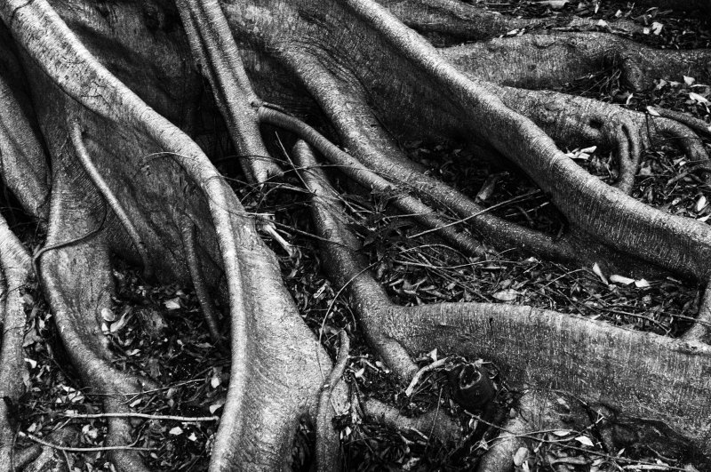Banyan roots