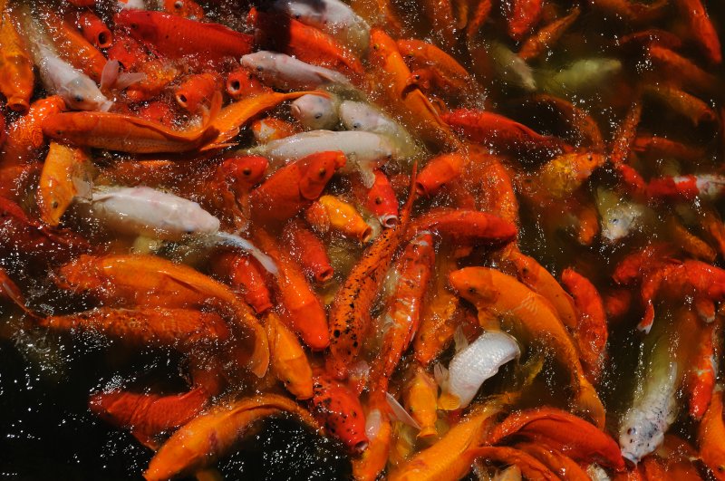 Koi at the Dole Plantation