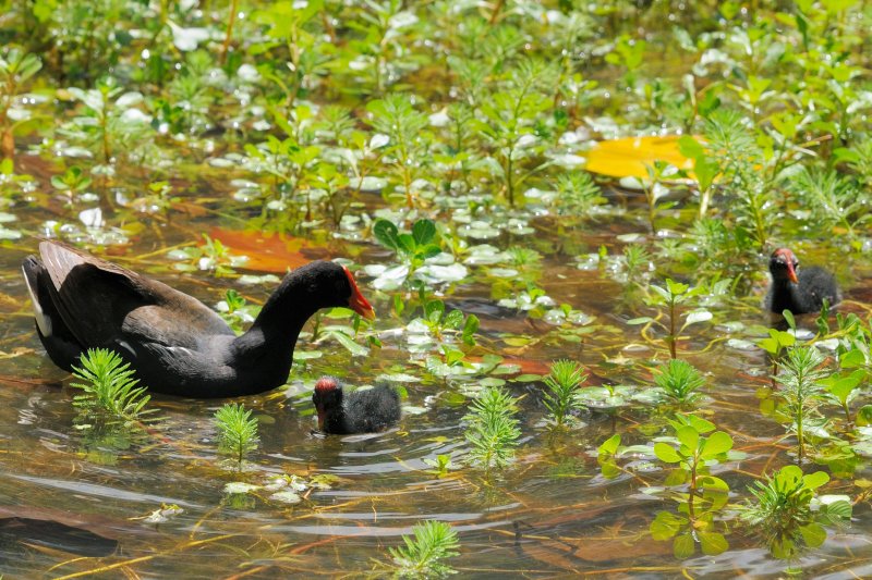 At the Waimea Botannical Gardens
