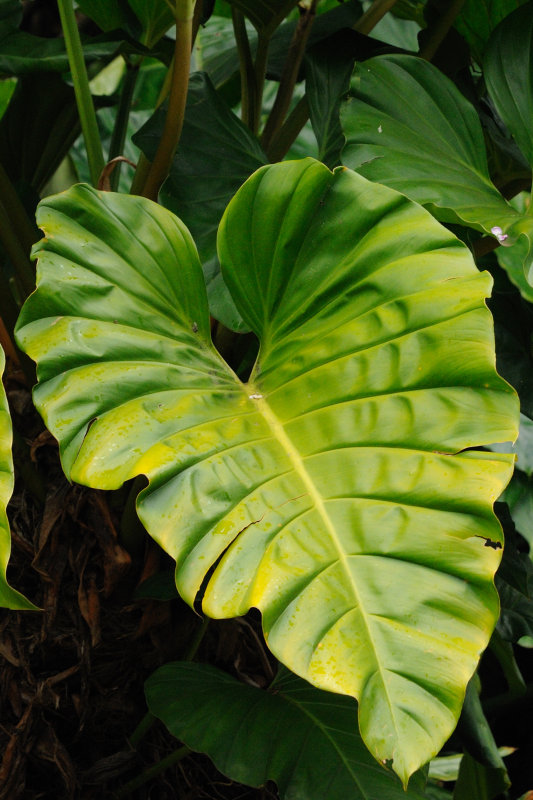At the Waimea Botannical Gardens