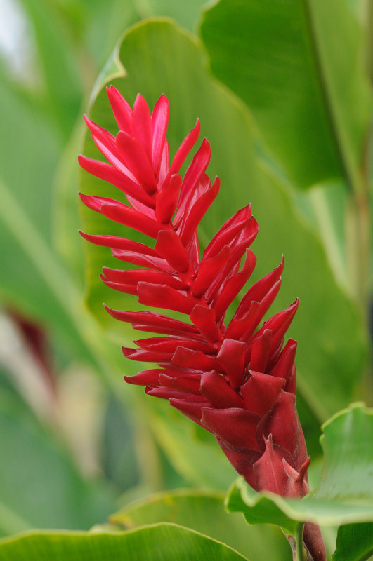 Hawaiian Ginger at the Waimea Botannical Gardens