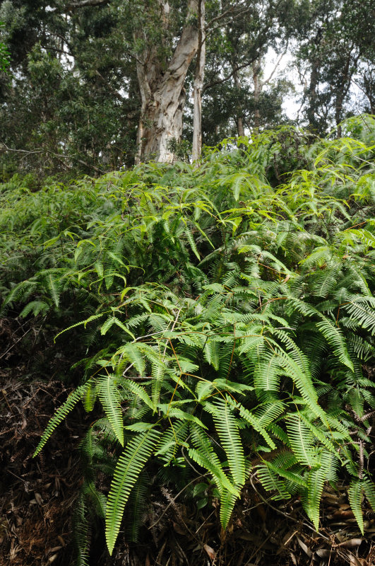 Rainforest path at the end of Pupukea Road