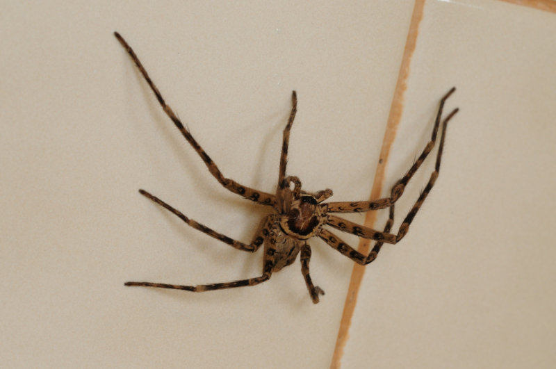Bathroom visitor
