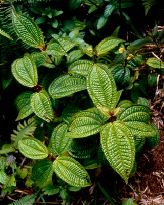 Oahu Northshore Rainforest -- Pepperomia