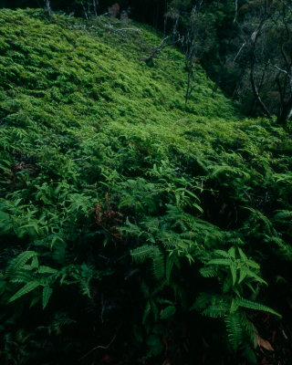 Oahu Northshore Rainforest