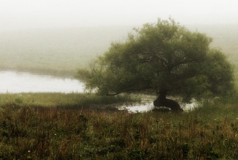 foggy-pond-willow-bent