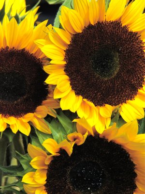 Sunflowers 2007