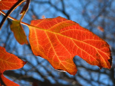 IMG_6444.jpg