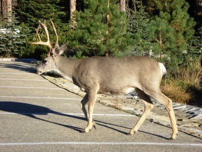 Kings Canyon 2008