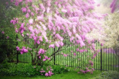 backyard lilacs