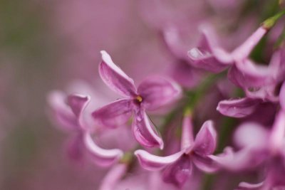 lilacs